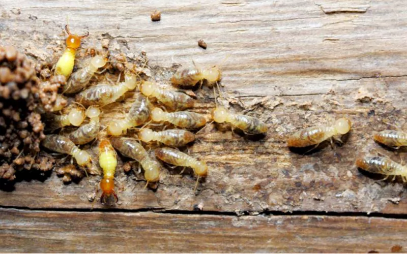 آیا موریانه میتواند به پارکت لمینت آسیب بزند؟